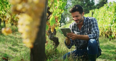 Modern farmer or winemaker is checking ripe grape bunches on vines before picking and singing results with tablet during wine harvest season in vineyard for further high quality wine production.