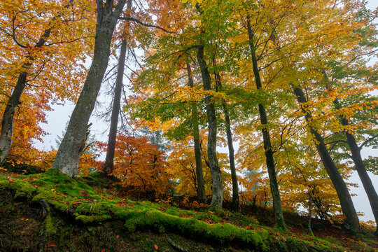 beech trees in colorful foliage. misty forest scenery. colorful foliage. nature background