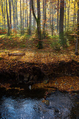 mountain water stream in the beech forest. beautiful nature scenery in autumn on a sunny day