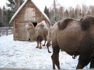 camels in the snow in the Moscow region