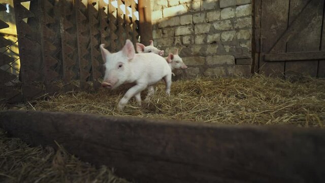 Frightened little pigs rummage through the straw. Pink pigs in a pigsty on a farm. The piglets are looking for food. Pig breeding business. Livestock raising. Pig cubs in the barn. Сage
