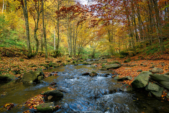 small forest stream. beautiful autumn nature scenery. trees in colorful foliage. rocks in the water