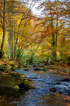 small forest stream. beautiful autumn nature scenery. trees in colorful foliage. rocks in the water