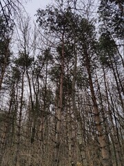 Obraz premium trees in the forest