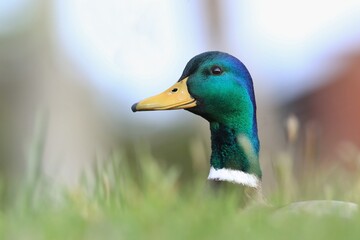 Male mallard on the ground. Wild duck. Wildlife scene from nature. Anas platyrhynchos