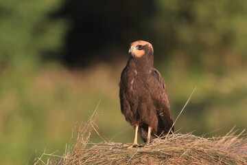 Younf Western marsh harrier sitting on the heystack. Wildlife scene with bird of prey. Circus aeruginosus
