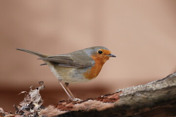 Photo of European robin (Erithacus rubecula) sits on the branch. Detailed and bright portrait. Autumn landscape with a song bird. Erithacus rubecula. Wildlife scene from nature