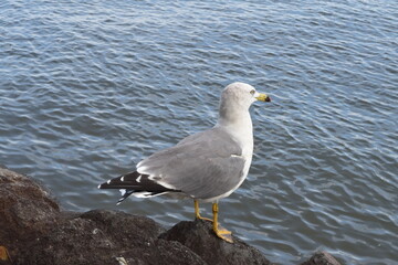 Seagull