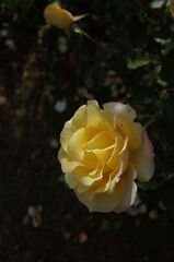 Light Cream Flower of Rose 'Waon' in Full Bloom
