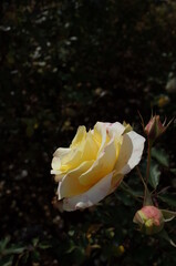 Light Cream Flower of Rose 'Waon' in Full Bloom
