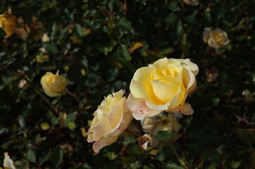 Light Cream Flower of Rose 'Waon' in Full Bloom
