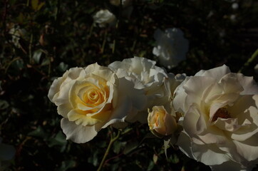 Light Cream Flower of Rose 'Waon' in Full Bloom
