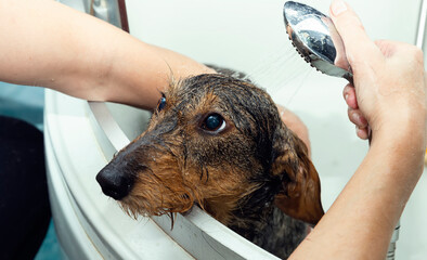 A man bathes his wire-haired dachshund. Funny and wet face of a dog who does not like a bath