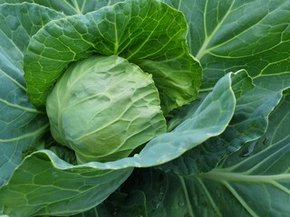 Fototapeta na wymiar fresh cabbage, top view, selective soft focus