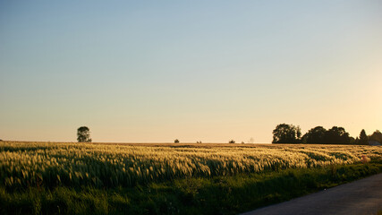 Fototapeta premium sunrise over the field