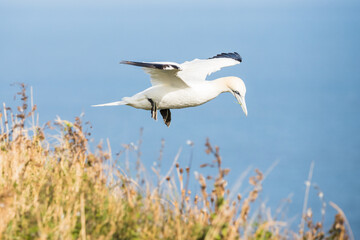 Northern gannet flying above the top of the cliff
