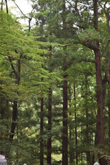 Fototapeta premium Woods