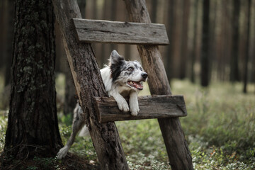Dog in the forest. marble border collie in nature