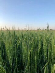 field of wheat in summer