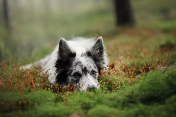 Dog in the forest. marble border collie in nature - obrazy, fototapety, plakaty