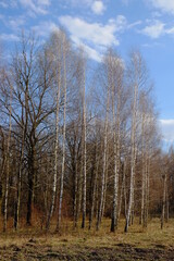 Blue sky with white clouds over a small birch grove. Landscape.