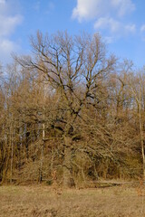 Beautiful branchy tree in autumn. White clouds in the blue sky. Landscape.
