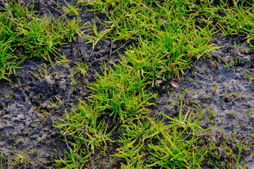 Grass stems sprout from the ash. Fresh spring grass.