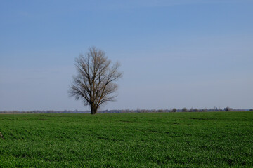 Fototapeta na wymiar Beautiful single tree in a green field against a blue sky. Spring landscape.