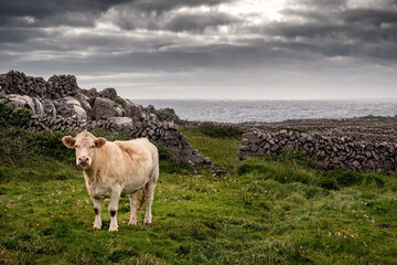 Cow in a green field, Stone fences and Atlantic ocean in the background. Dramatic cloudy sky. Landscape in Inis mor Aran Islands, county Galway, Ireland. © mark_gusev