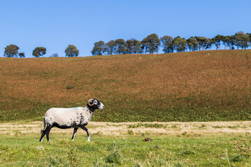 Horned sheep passing in front of the camera