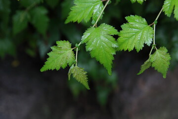 Green leaves in the woods on a rainy day