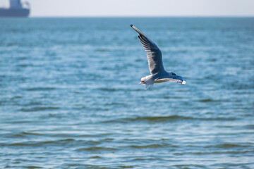 Seagull in flight