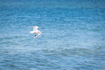 Seagull in flight