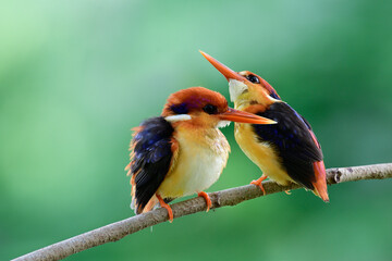 Pair of Black-backed or Oriental dwarf kingfisher teasing each other dueing perching tree branch in breeding season, mating bird