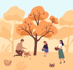 Cute family picking apples in garden vector flat illustration. Happy mother, father and daughter gathering fruits from tree together. People putting organic seasonal growth edible plants in baskets
