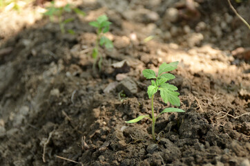 the small ripe green tomato plant seedlings in the garden.