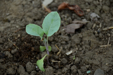the small ripe green cabbage plant seedlings in the garden.