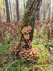 mushrooms on the tree