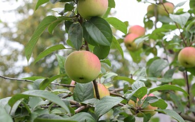 apples on tree