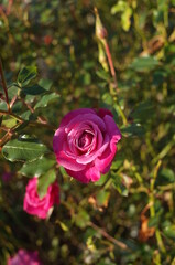 Light Purple Flower of Rose 'Wild Plum' in Full Bloom
