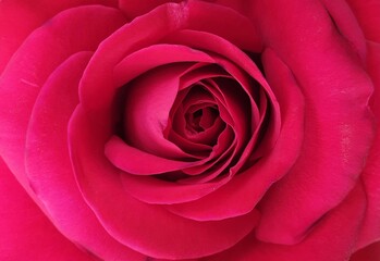 Delicate red rose petals, full screen image, selective focus