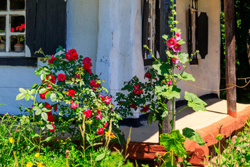 Fototapeta na wymiar Beautiful roses and mallows near old traditional ukrainian clay house