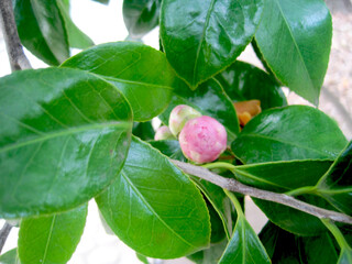 Fototapeta premium Pink camellia flower buds