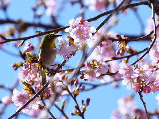 white-eyes sparrow on cherry tree / 河津桜にとまるメジロ
