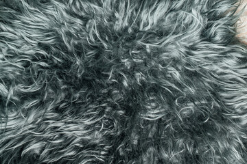 close-up of wool texture background, cotton wool, gray fleece, dark fluffy fur, curly hair, macro photography