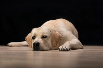 tired Labrador Retriever dog lies and looks at camera on black background