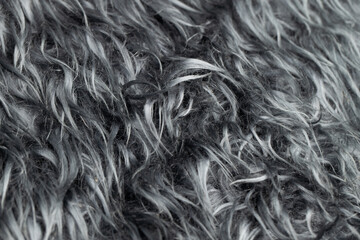 close-up of wool texture background, cotton wool, gray fleece, dark fluffy fur, curly hair, macro photography