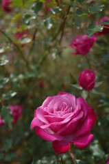 Light Purple Flower of Rose 'Wild Plum' in Full Bloom
