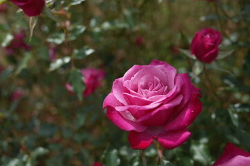 Light Purple Flower of Rose 'Wild Plum' in Full Bloom
