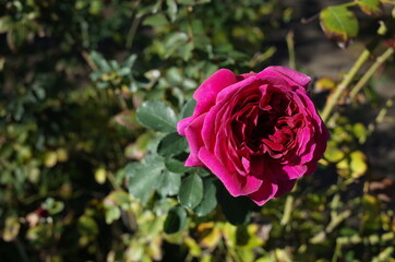 Red Flower of Rose 'William Shakespeare 2000' in Full Bloom
